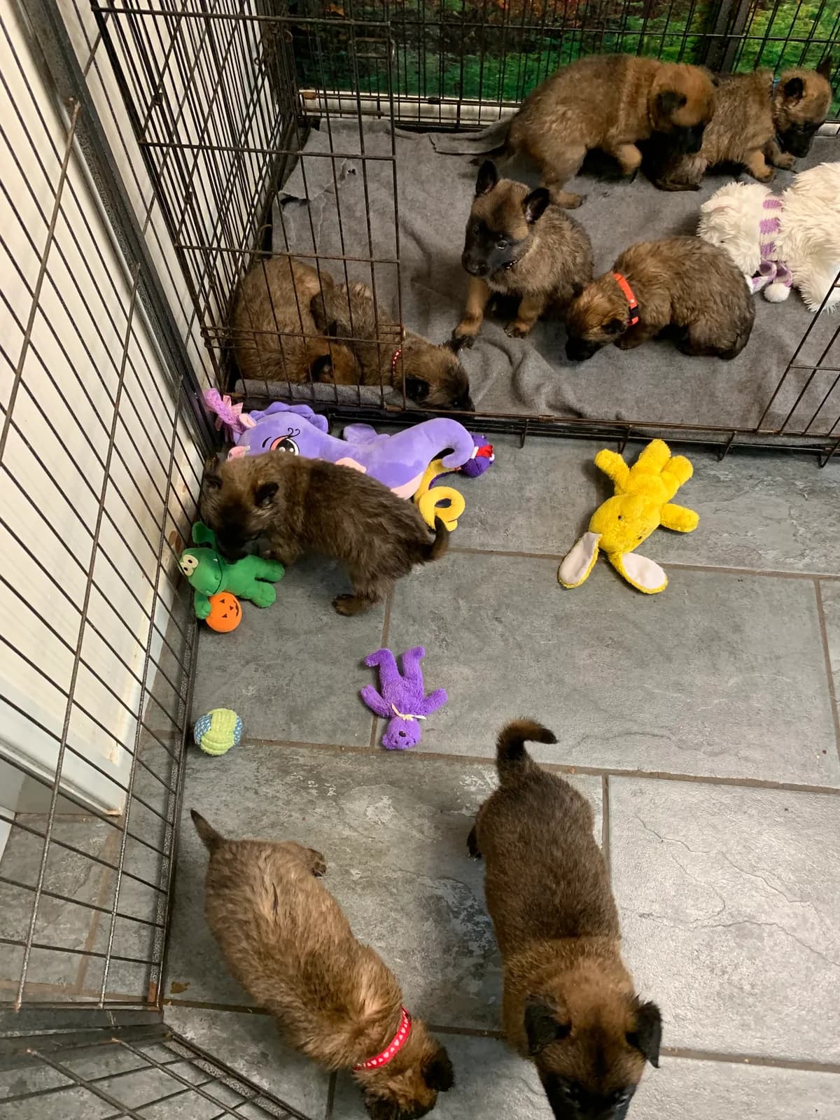 F litter, AnkerCanis, photo 17