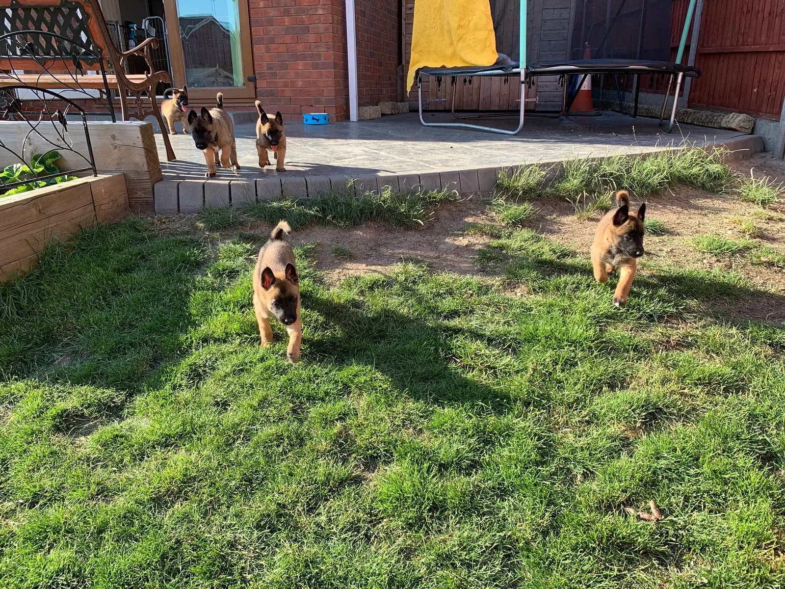 F litter, AnkerCanis, photo 18