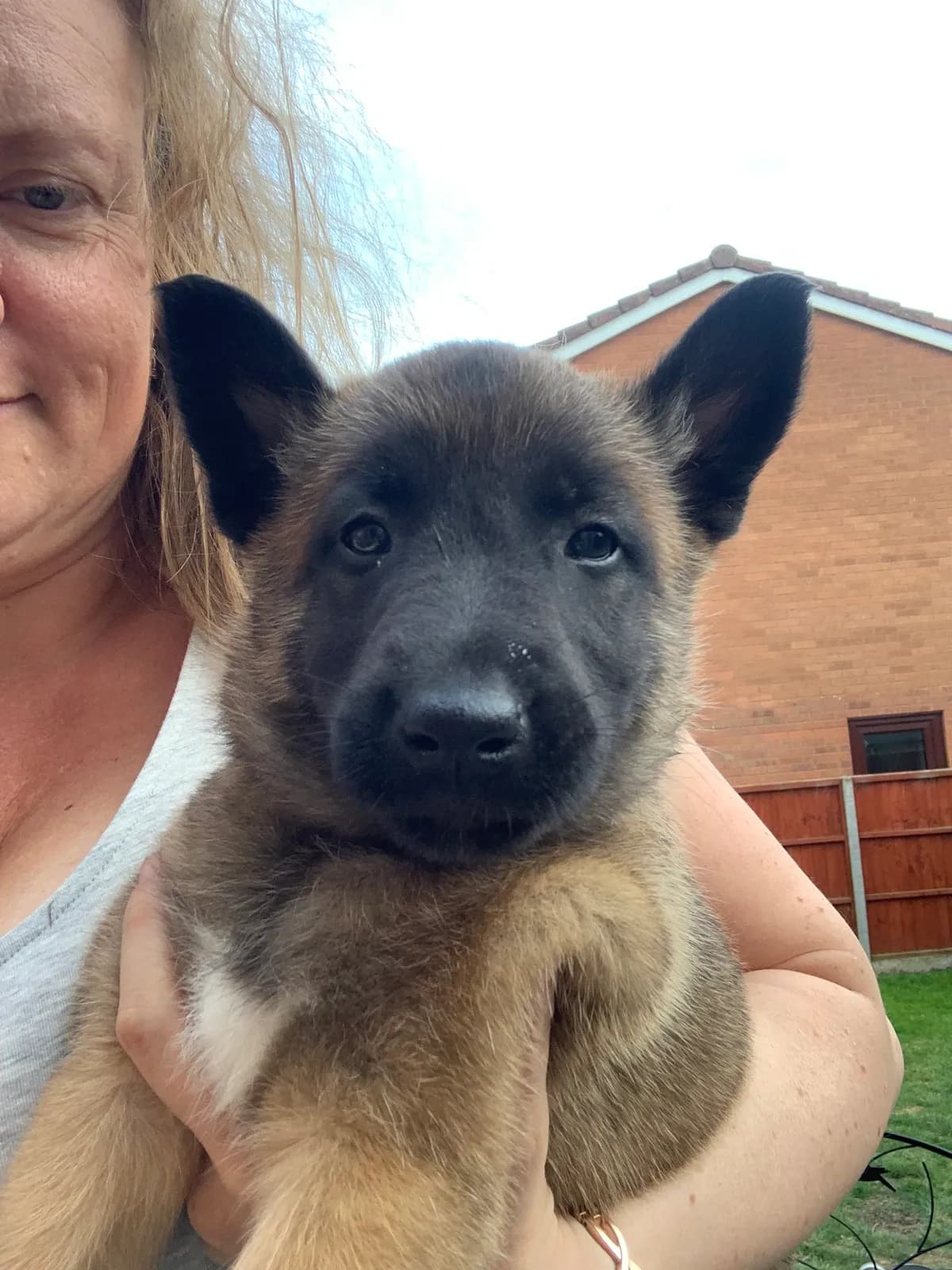 F litter, AnkerCanis, photo 20