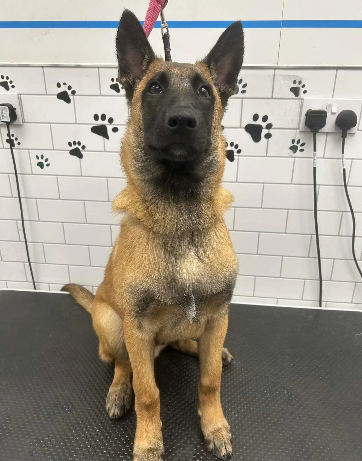 Prince, G litter puppy