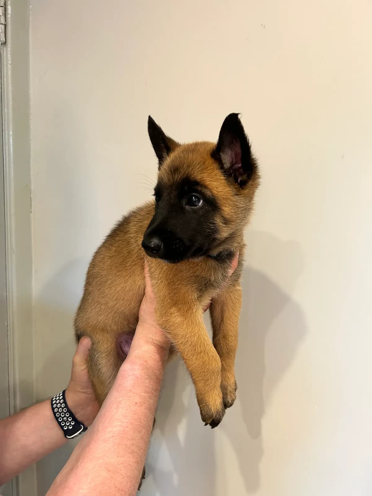 Prince, G litter puppy, photo 3