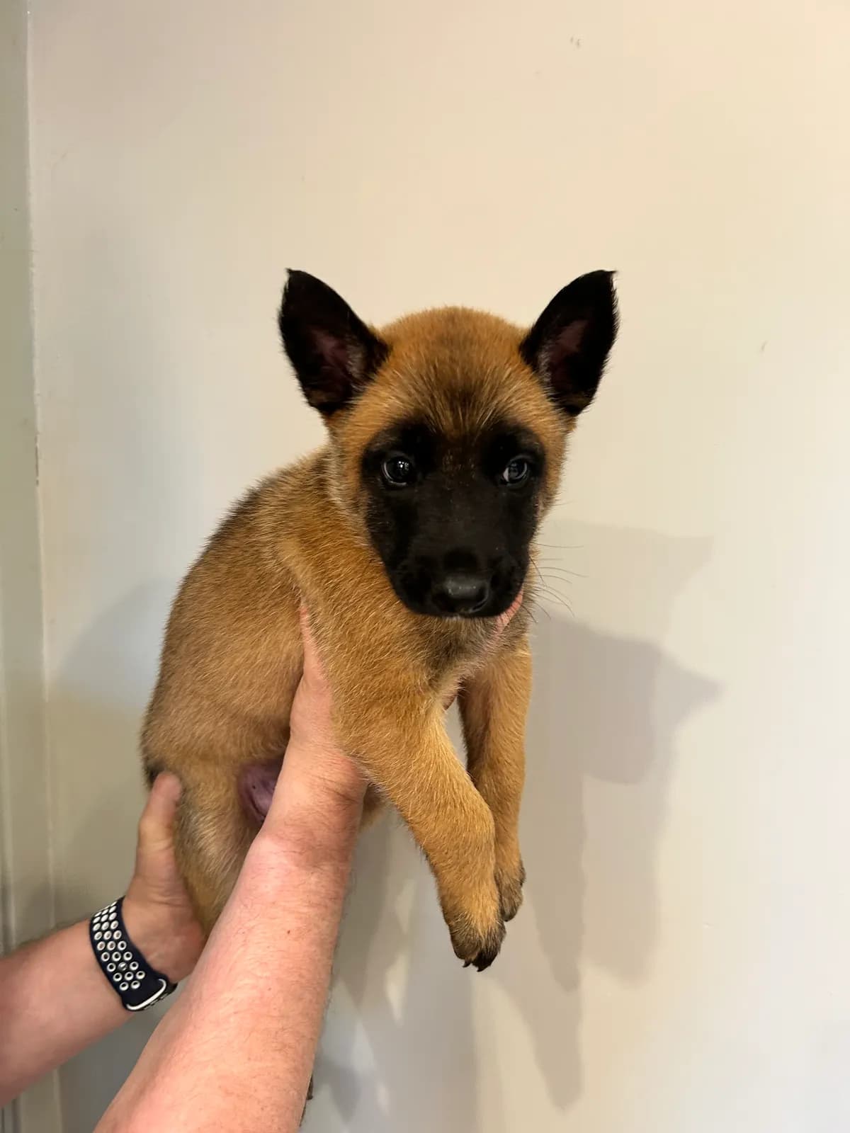 Prince, G litter puppy, photo 4