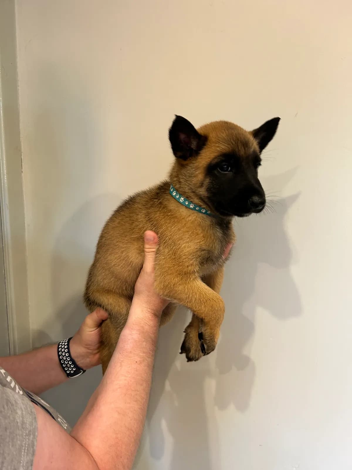 Prince, G litter puppy, photo 5