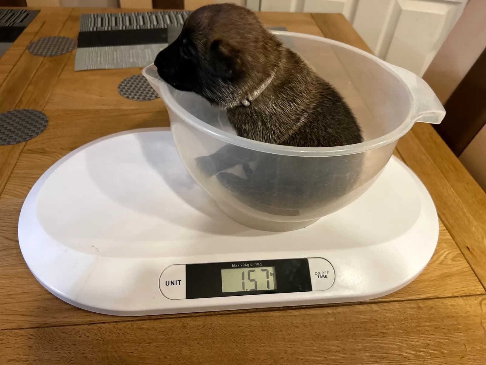 G litter, AnkerCanis