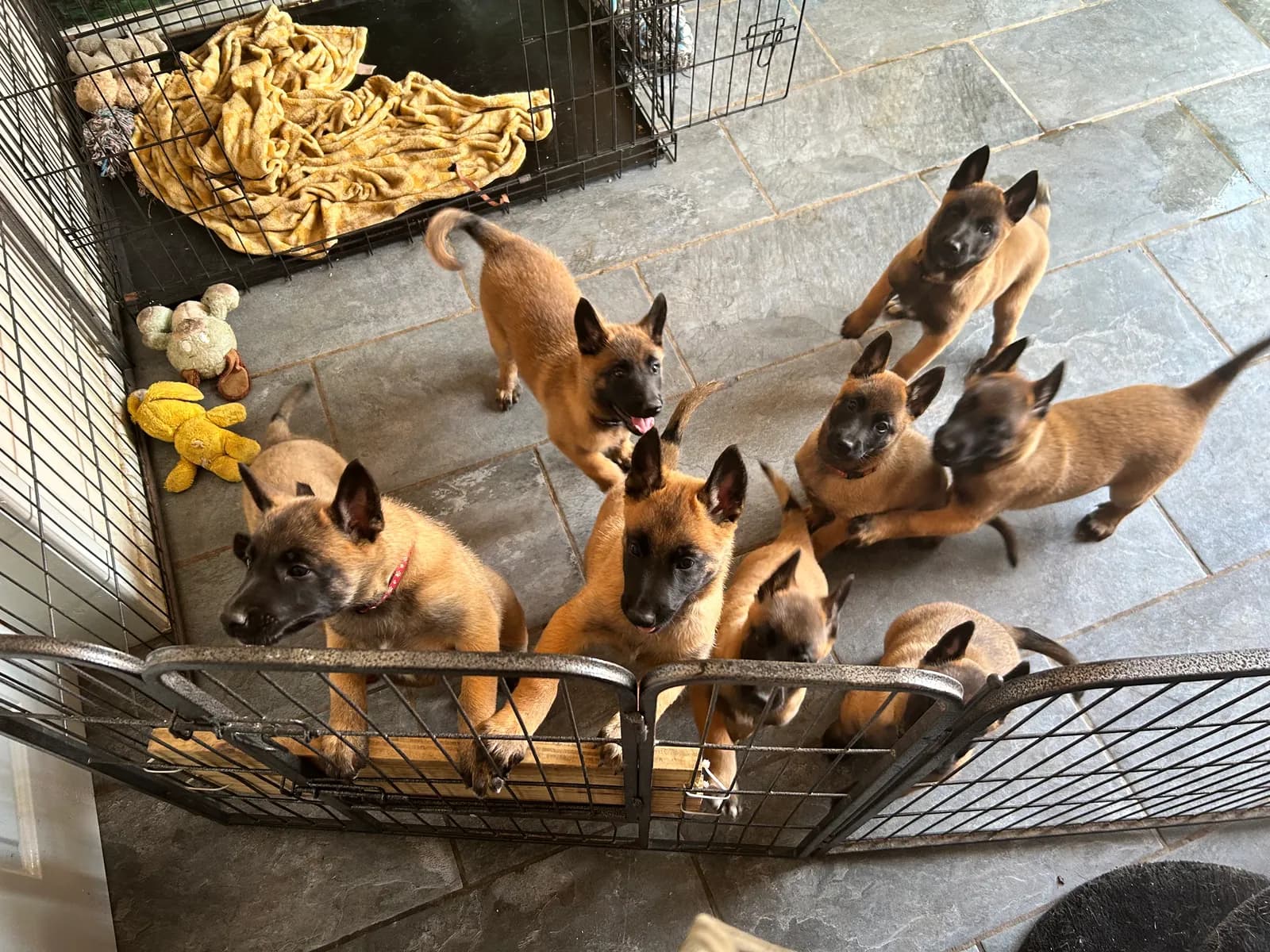 G litter, AnkerCanis, photo 11