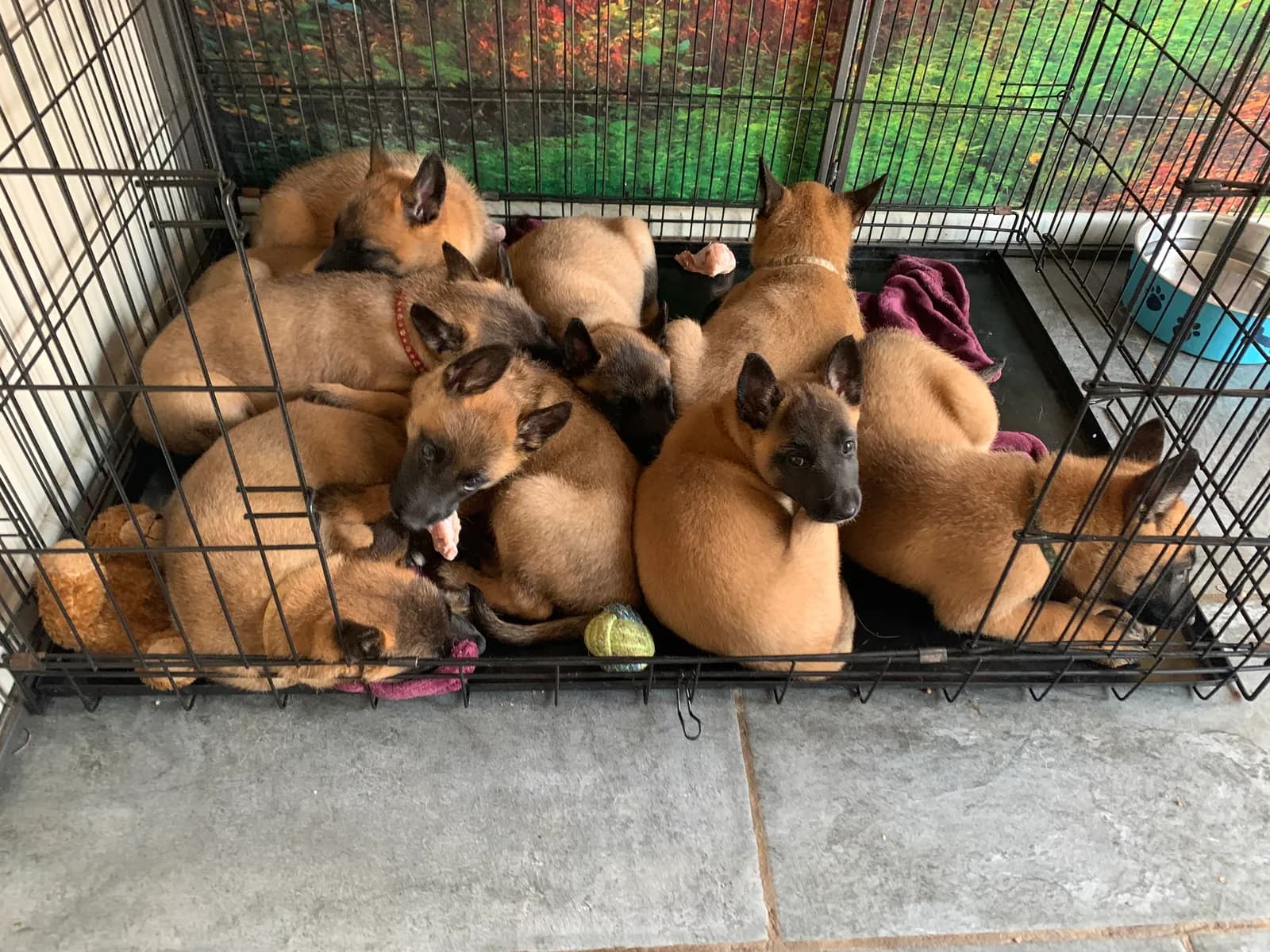 G litter, AnkerCanis, photo 12