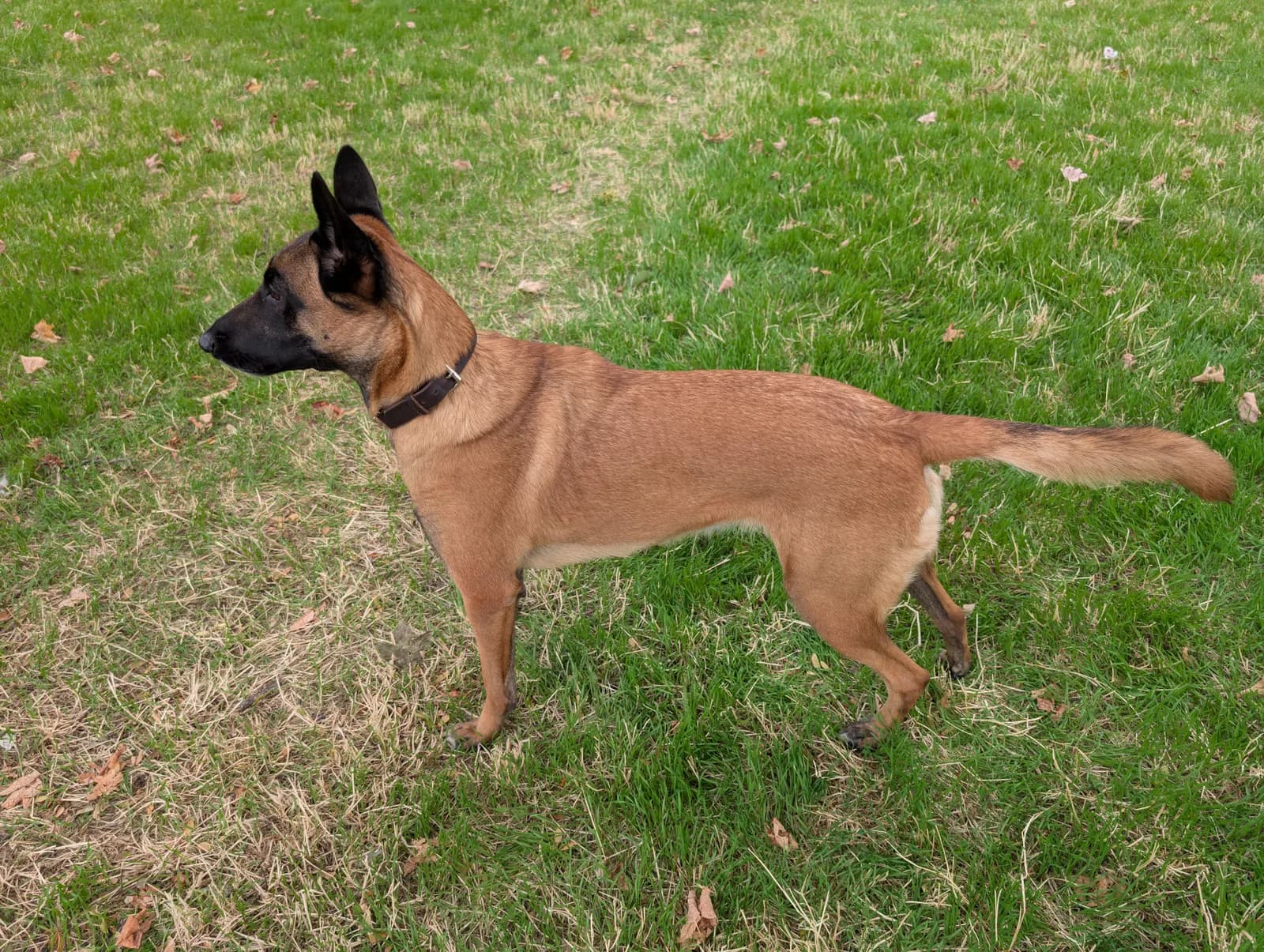 Coco, G litter puppy, photo 3