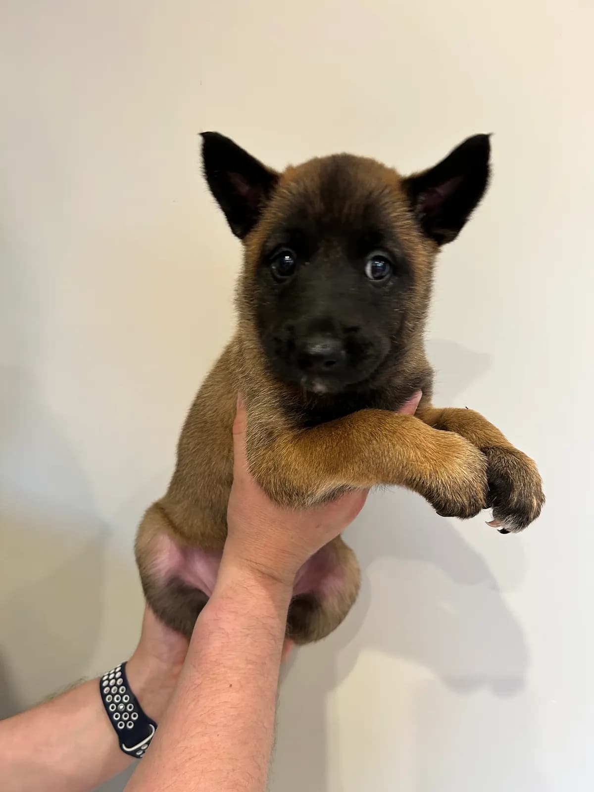 Coco, G litter puppy, photo 5
