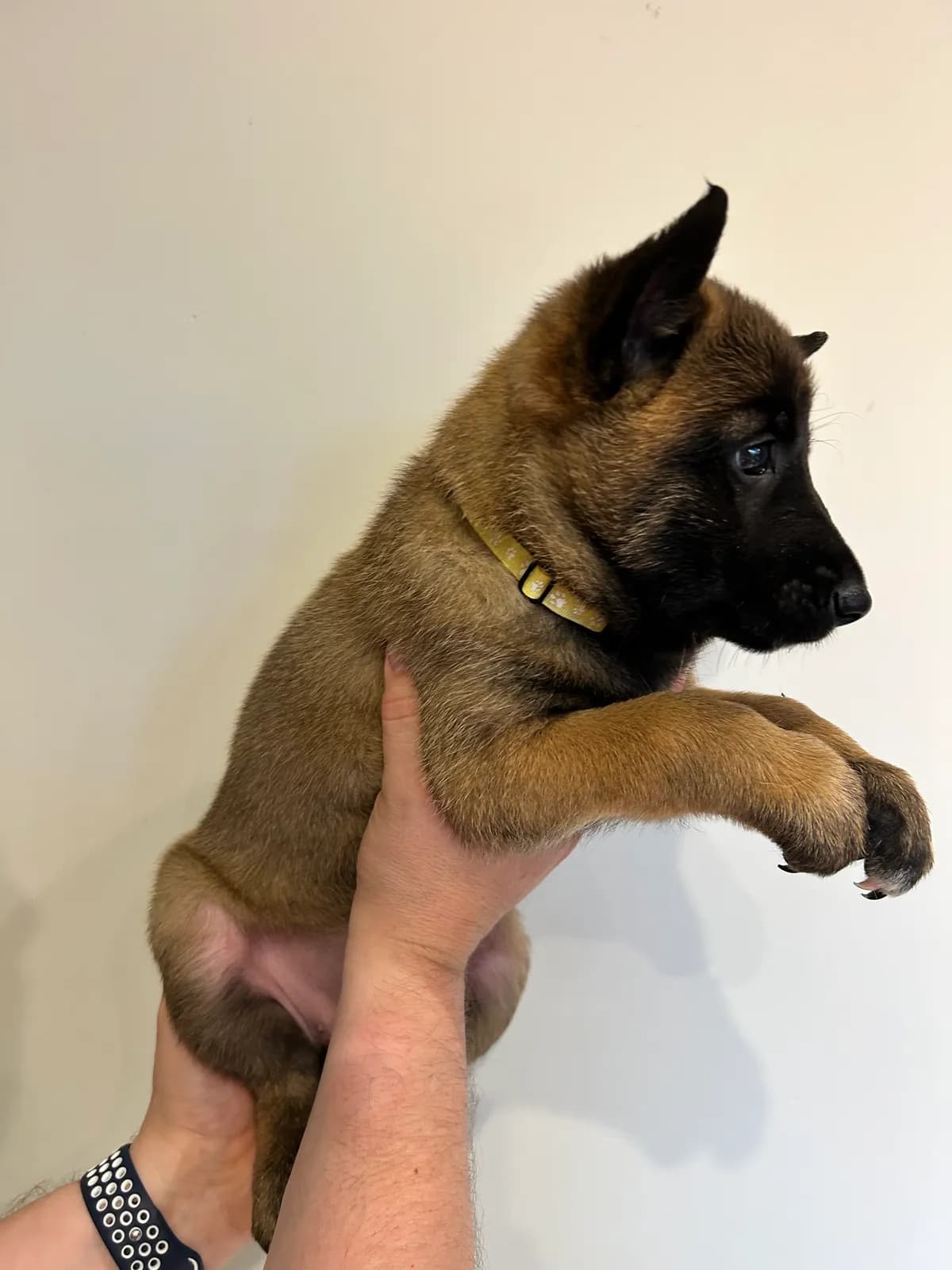 Coco, G litter puppy, photo 6