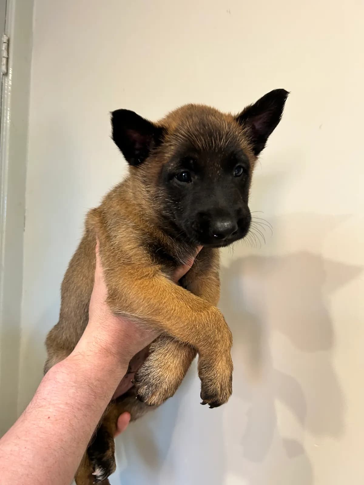 Maui, G litter puppy, photo 6