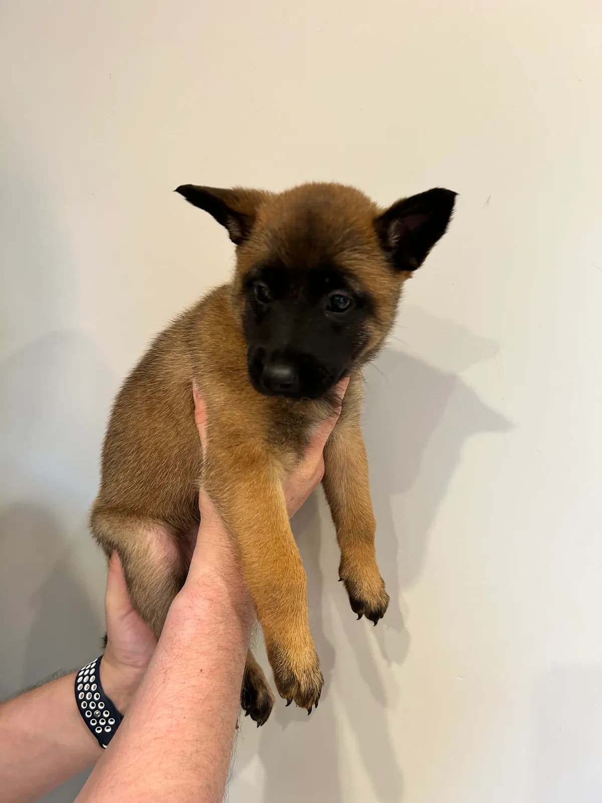 Ziva, G litter puppy