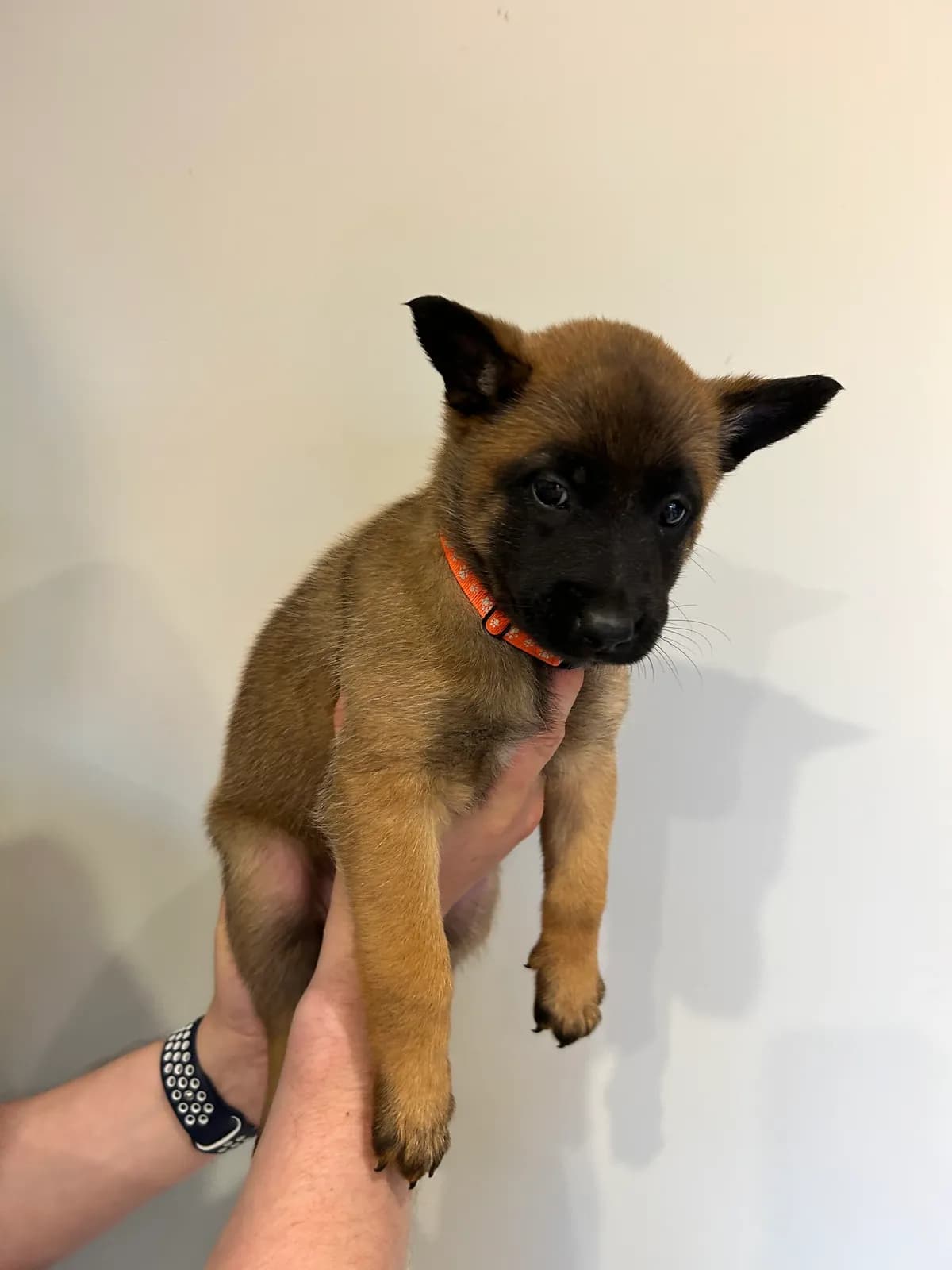 Ziva, G litter puppy, photo 2