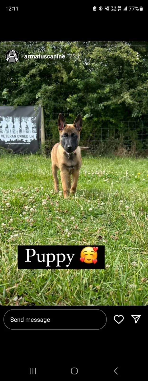 Ziva, G litter puppy, photo 3