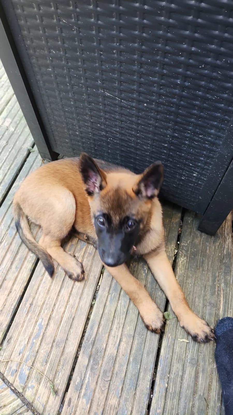 Ziva, G litter puppy, photo 4