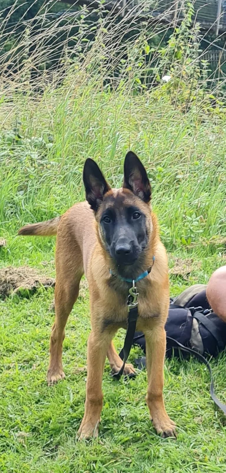 Ace, G litter puppy