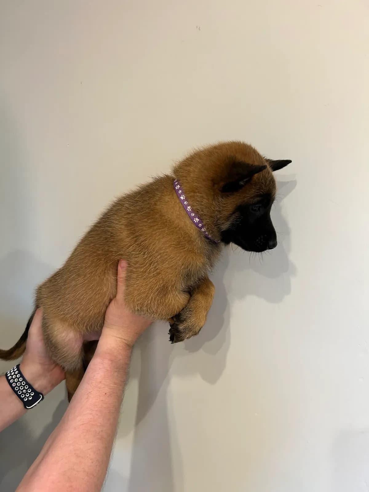 Ace, G litter puppy, photo 4