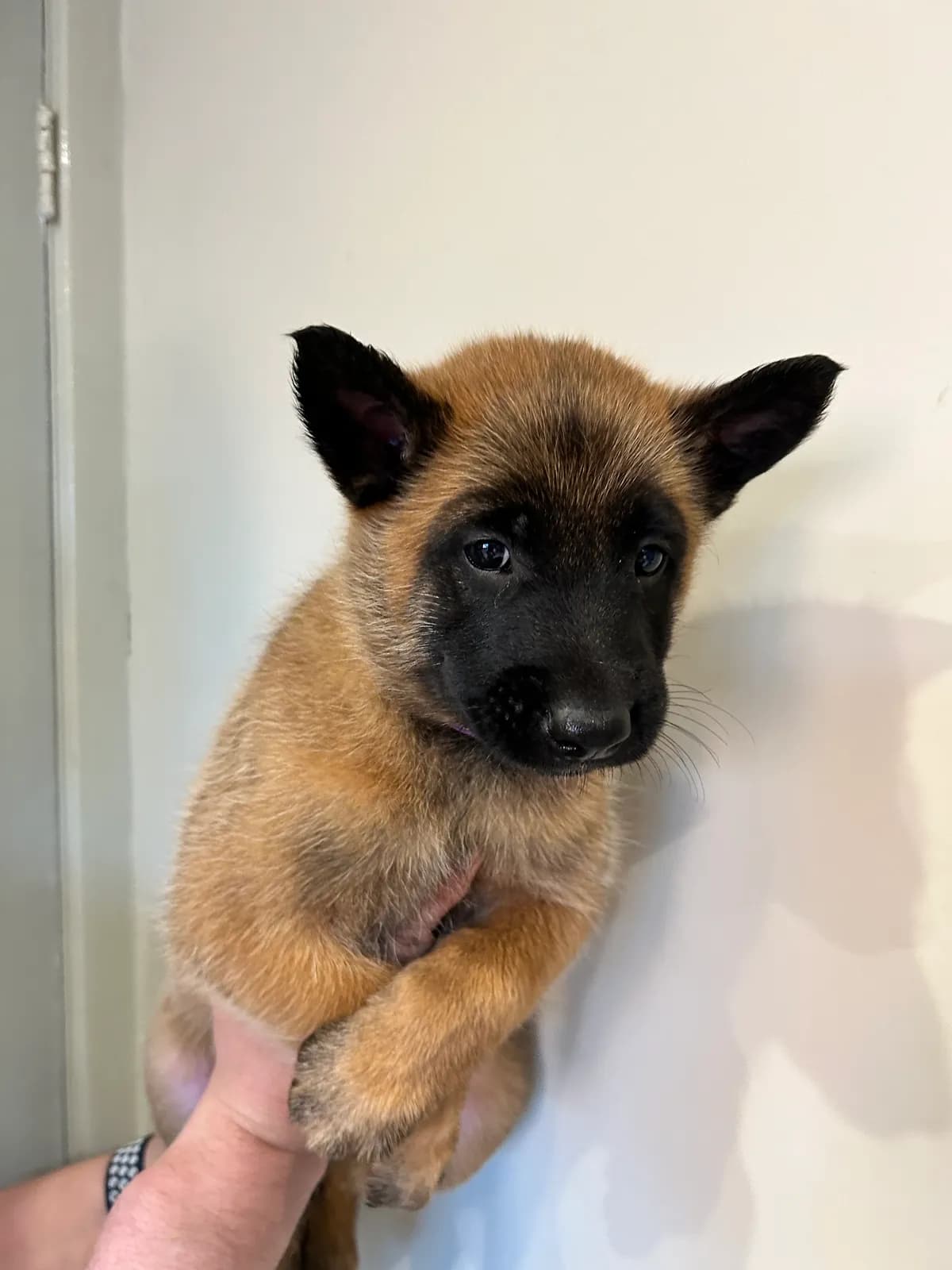 Ace, G litter puppy, photo 5