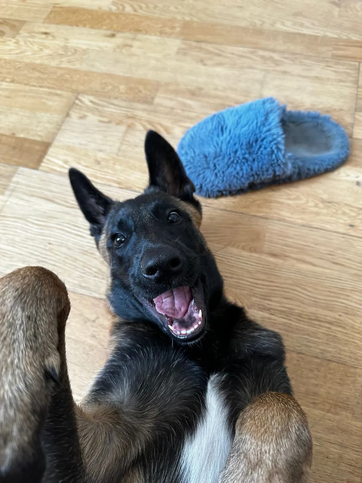Nuka, G litter puppy