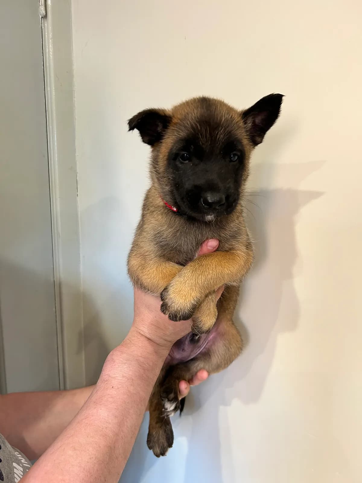 Nuka, G litter puppy, photo 4
