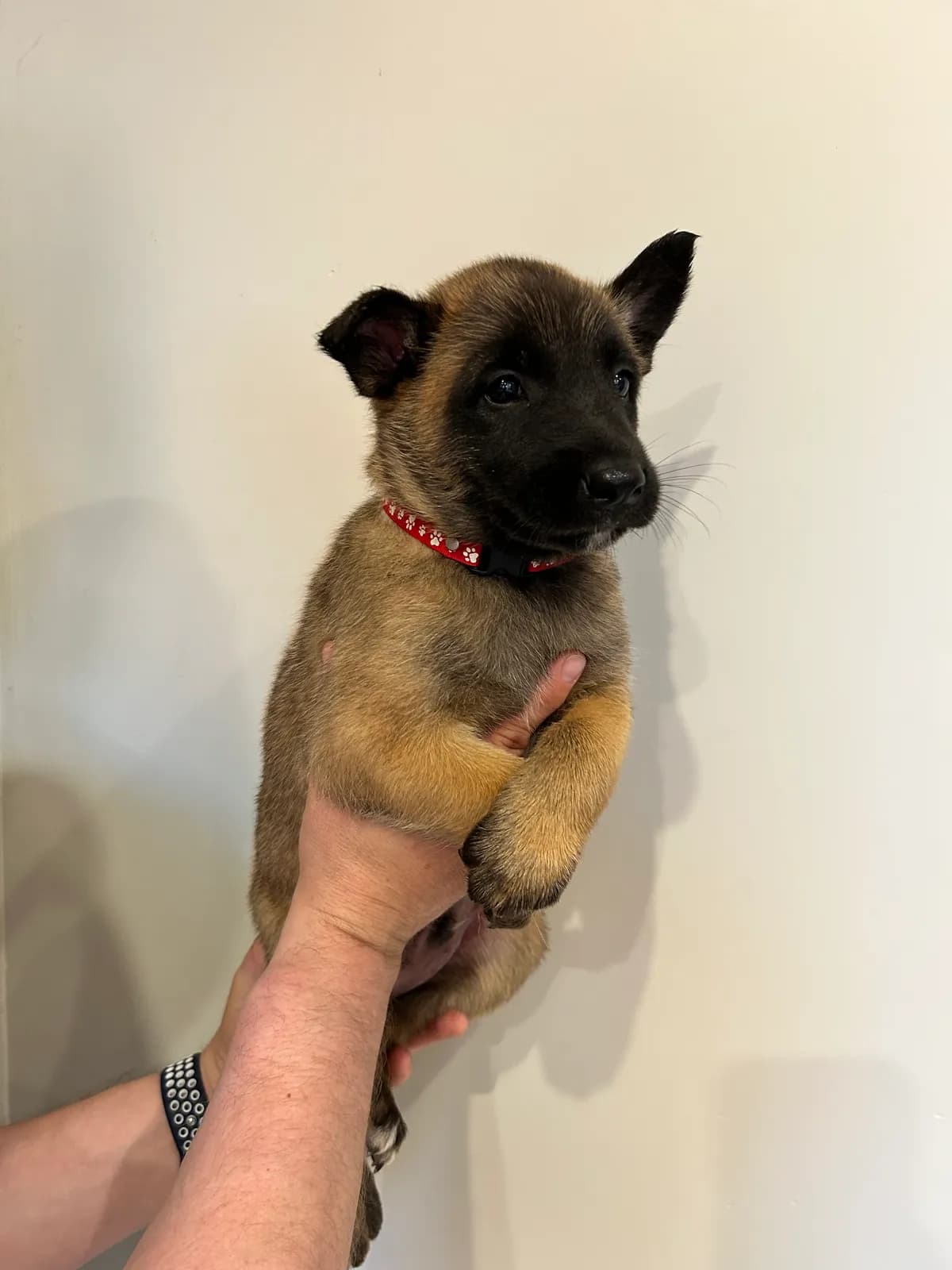 Nuka, G litter puppy, photo 5