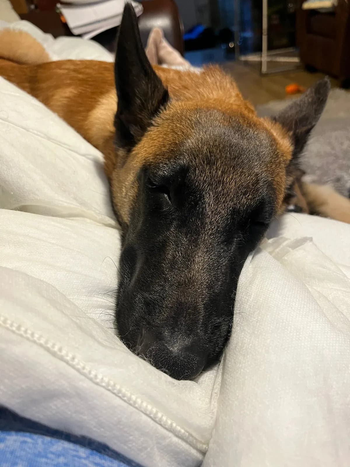 Havoc, G litter puppy