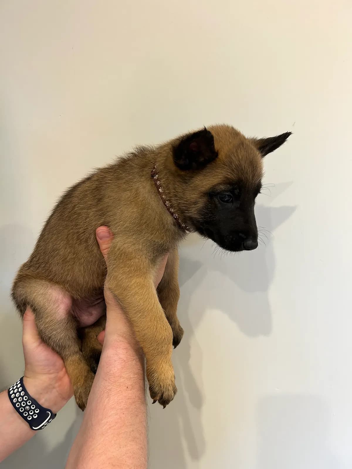 Havoc, G litter puppy, photo 3