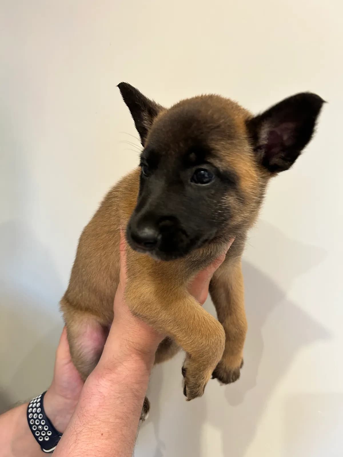 Koda, G litter puppy