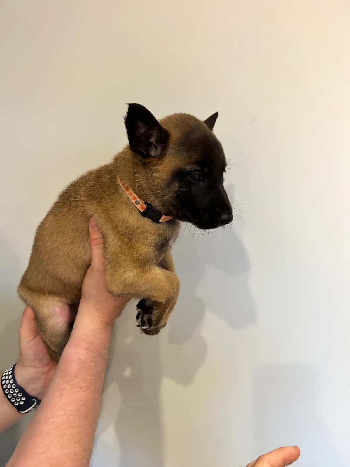 Koda, G litter puppy, photo 2