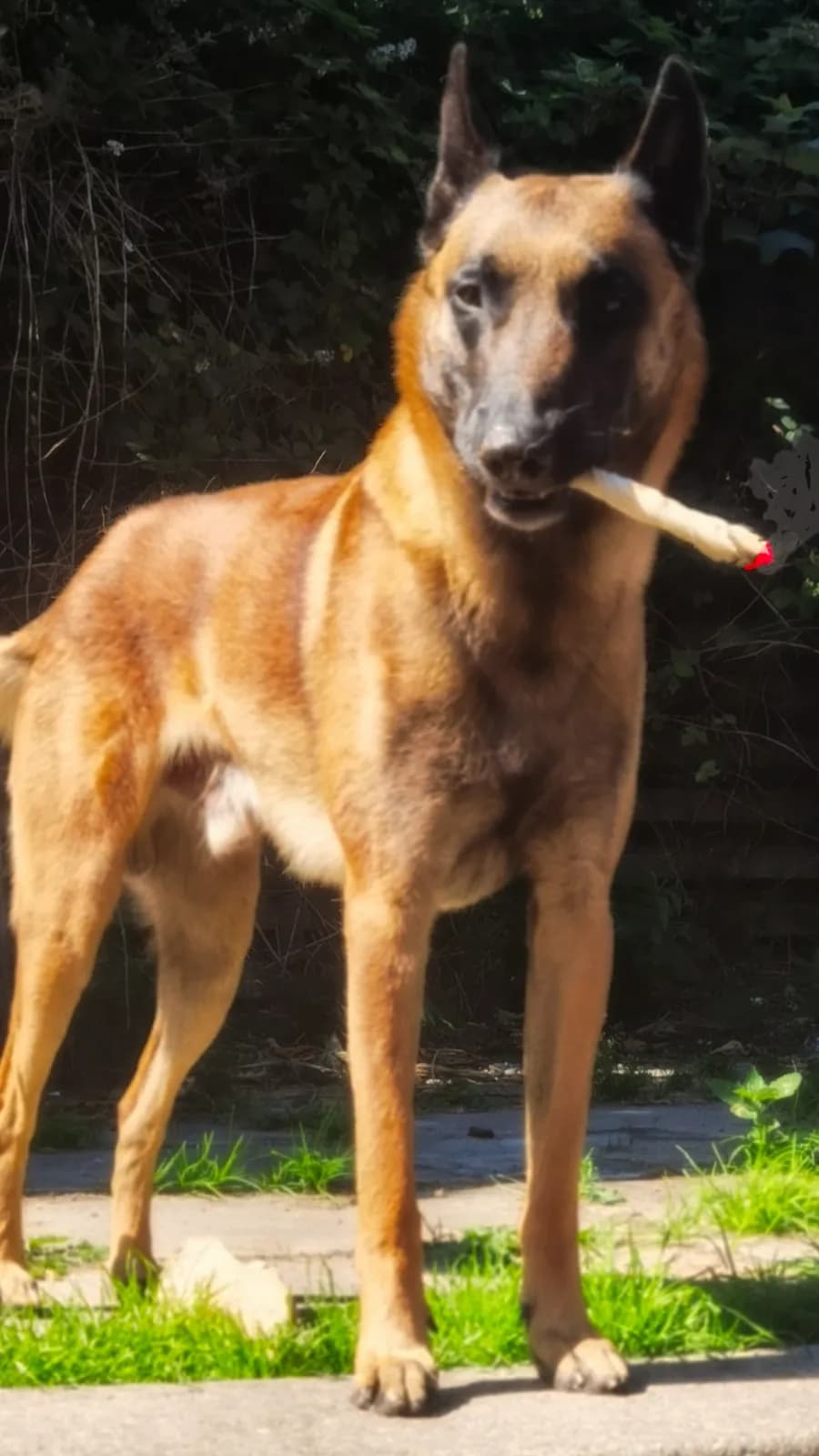 Argo, G litter puppy