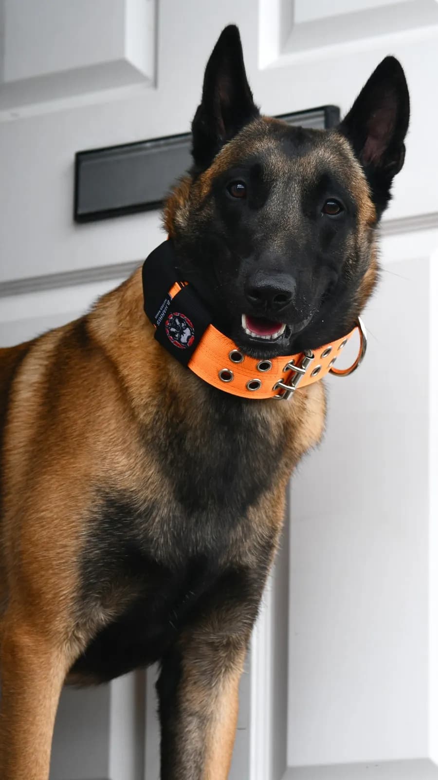 Argo, G litter puppy, photo 3