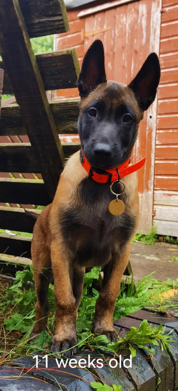 Argo, G litter puppy, photo 5