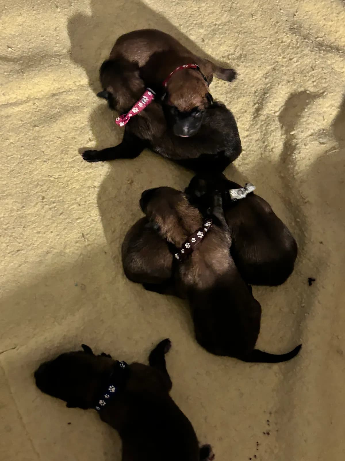 H litter, AnkerCanis, photo 3