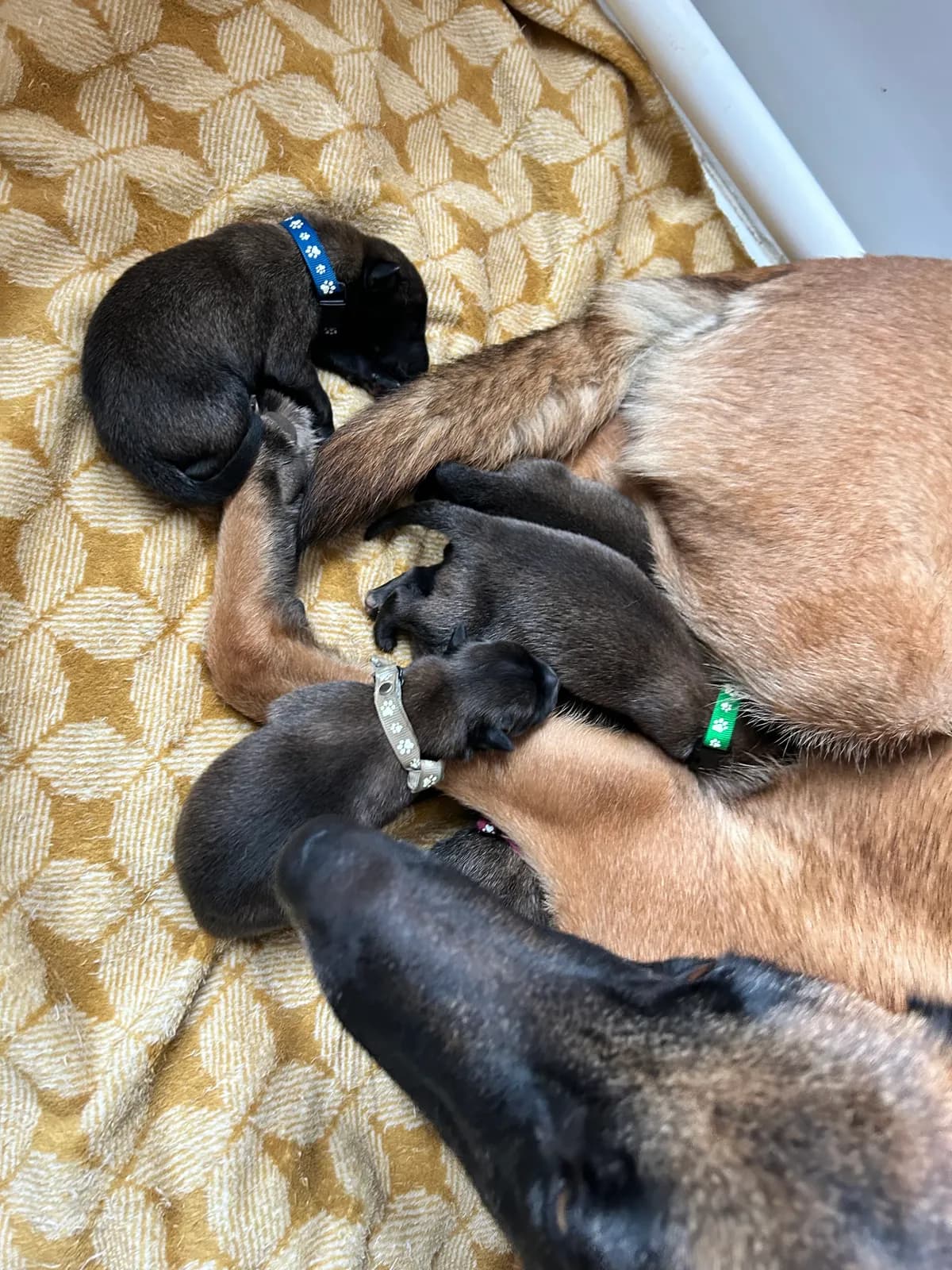 H litter, AnkerCanis, photo 4
