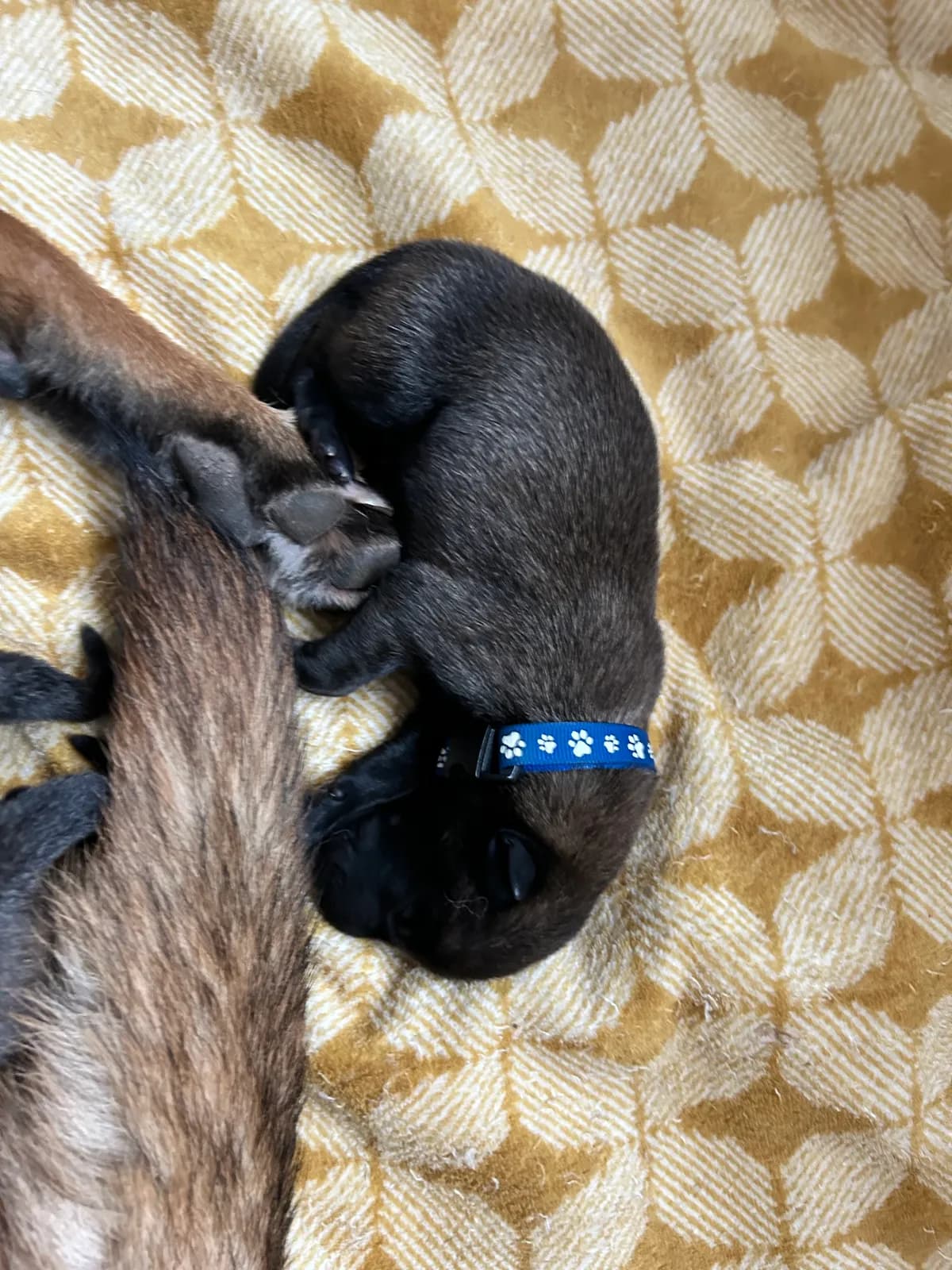 H litter, AnkerCanis, photo 5
