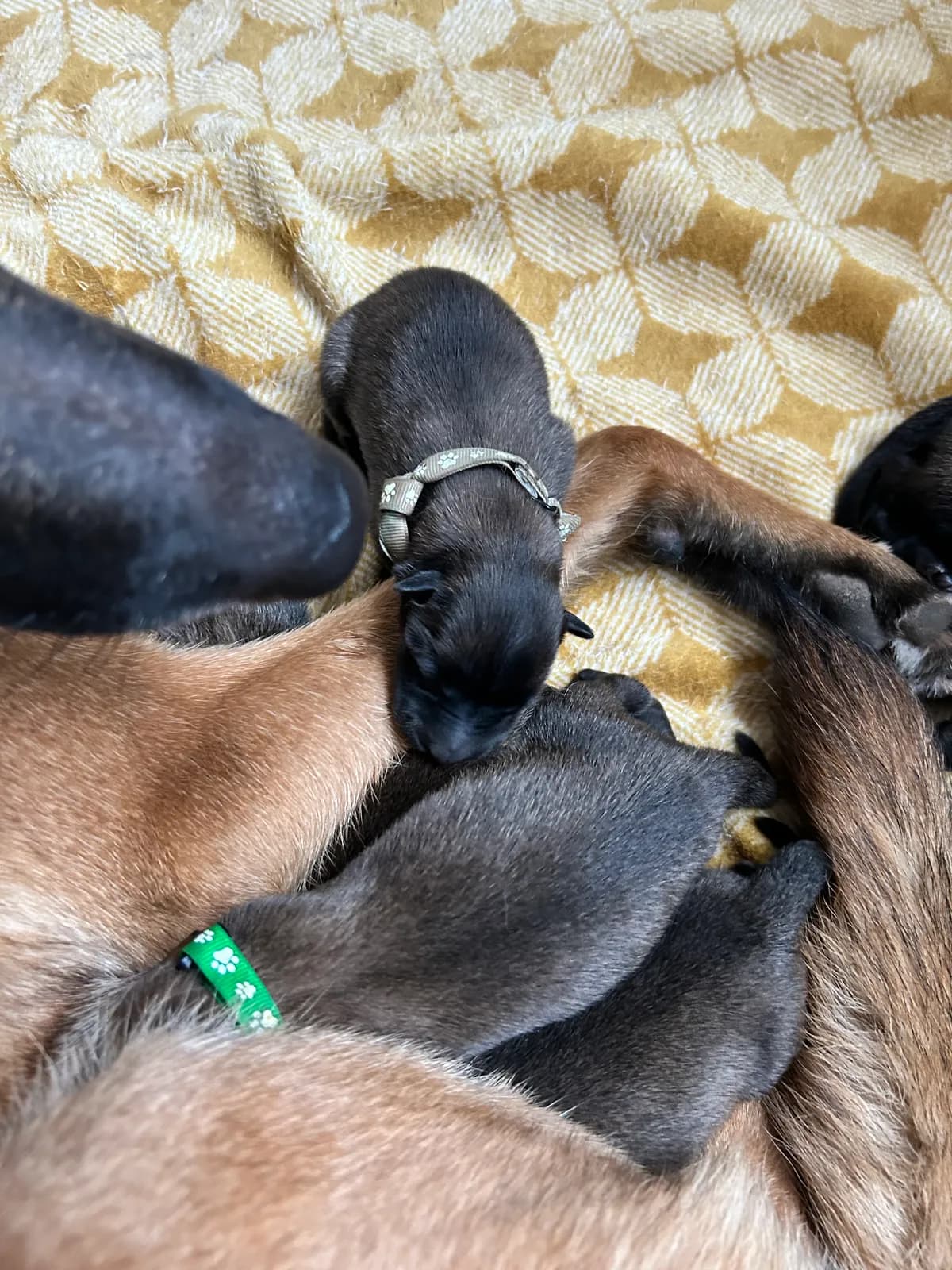 H litter, AnkerCanis, photo 6