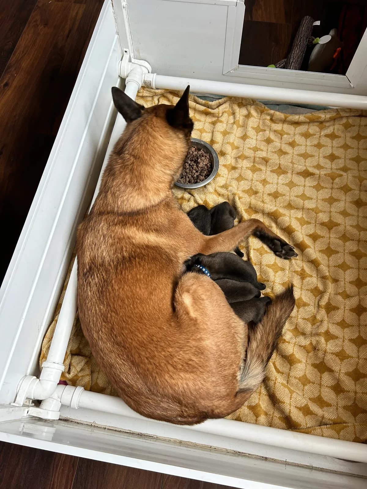H litter, AnkerCanis, photo 7
