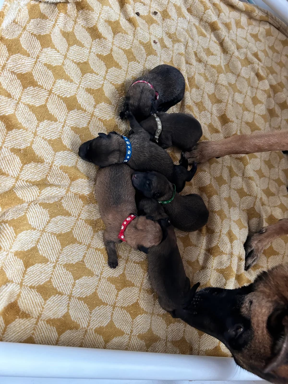H litter, AnkerCanis, photo 8