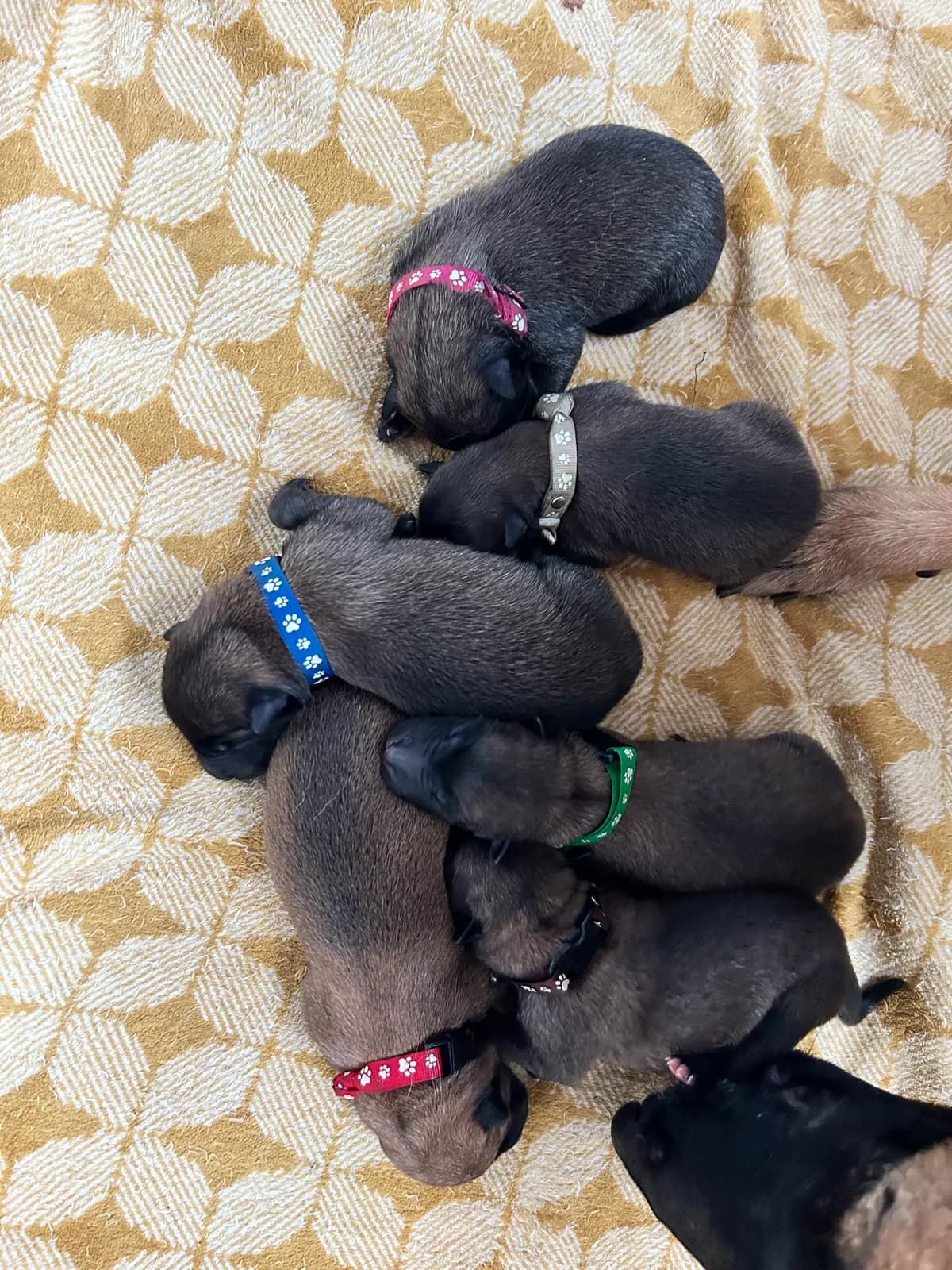 H litter, AnkerCanis, photo 9