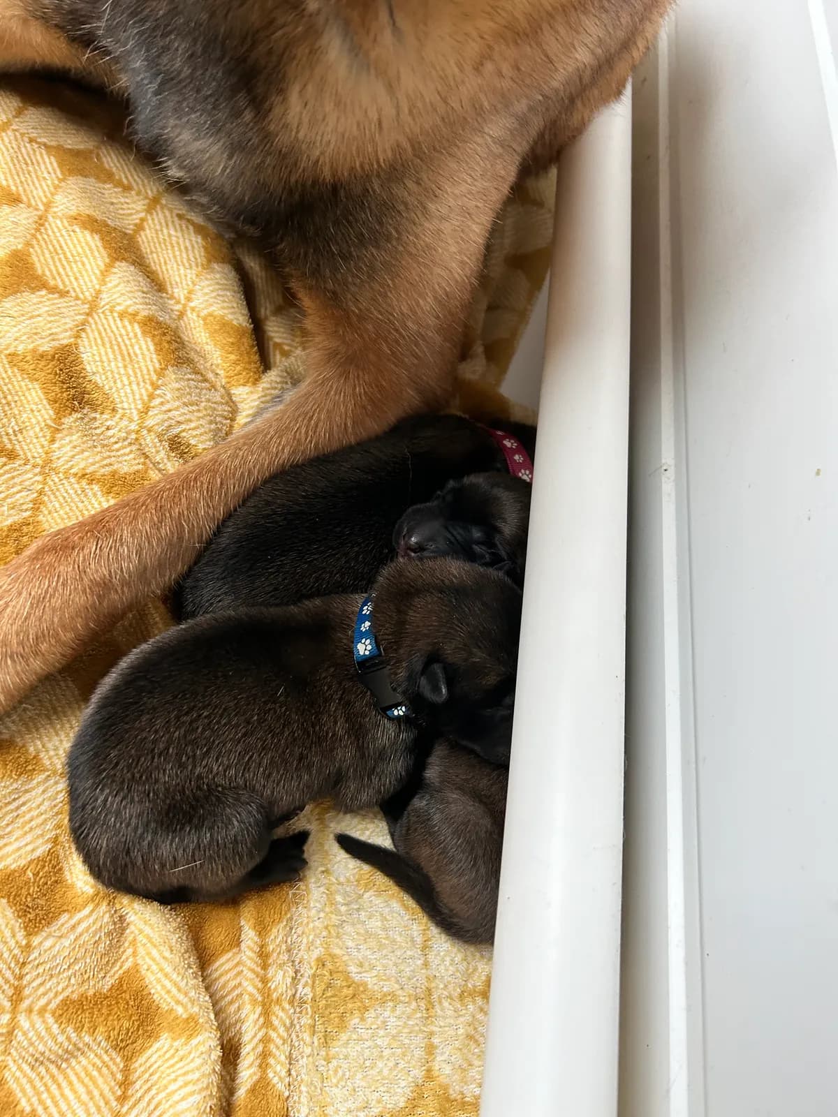 H litter, AnkerCanis, photo 10