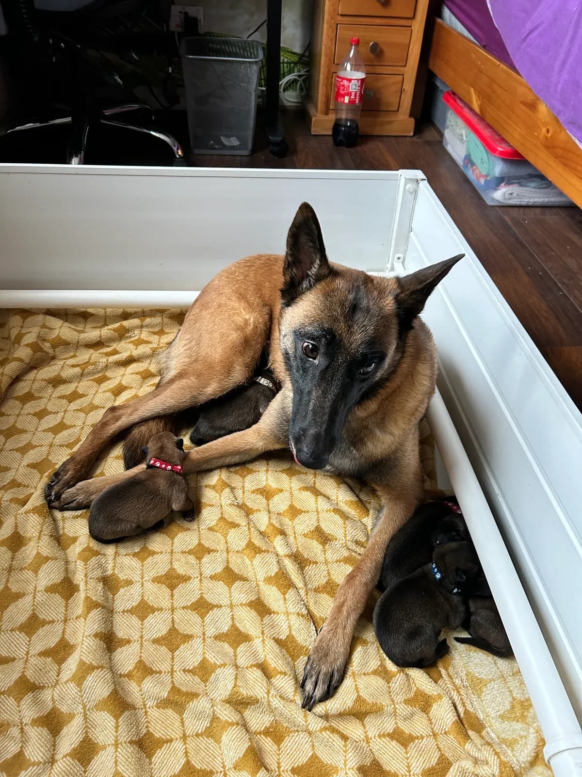 H litter, AnkerCanis, photo 11