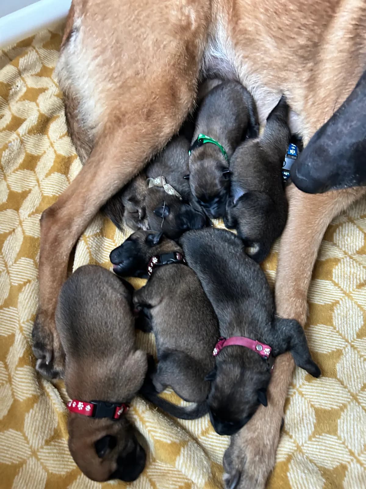 H litter, AnkerCanis, photo 12