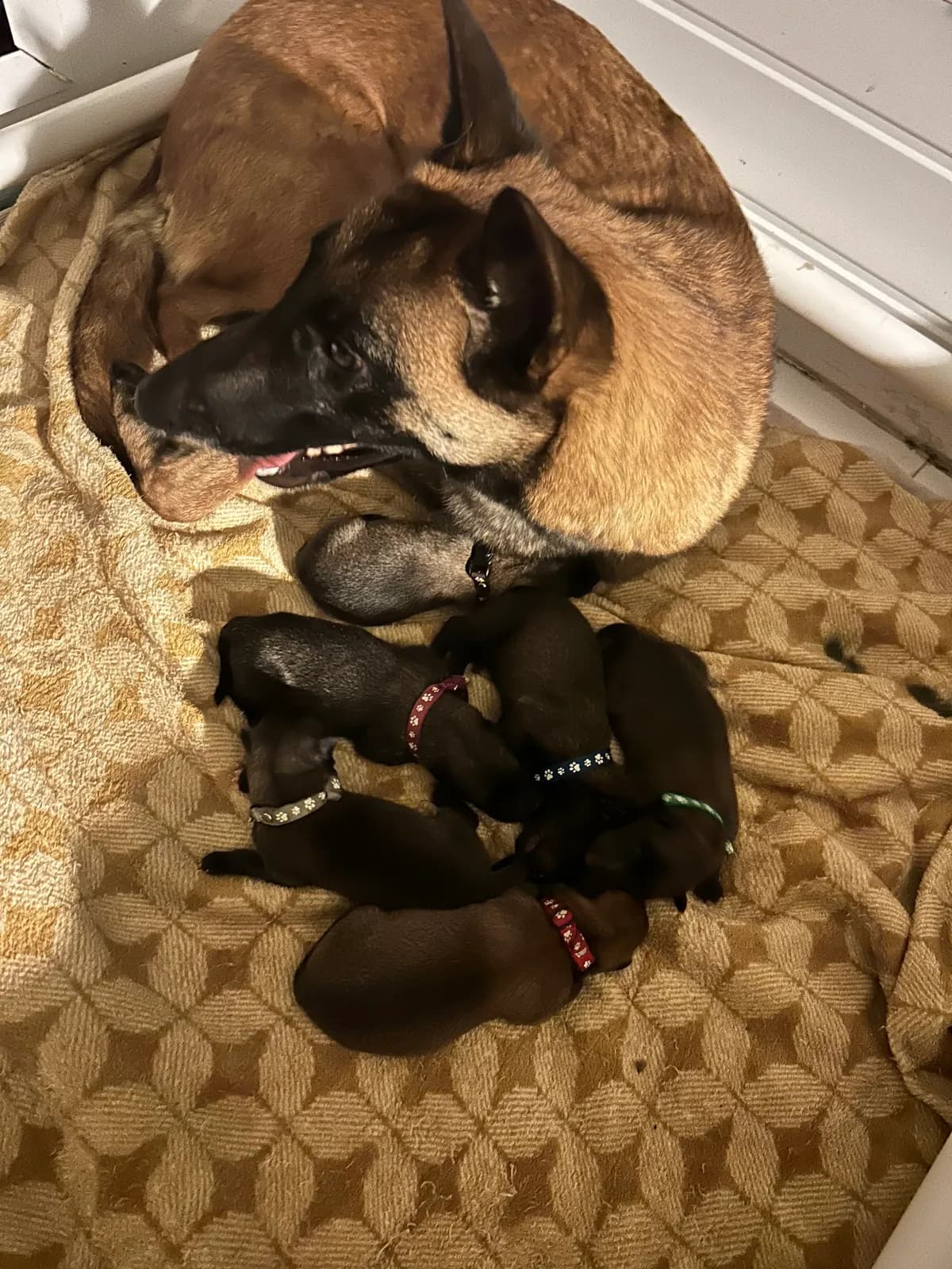 H litter, AnkerCanis, photo 15