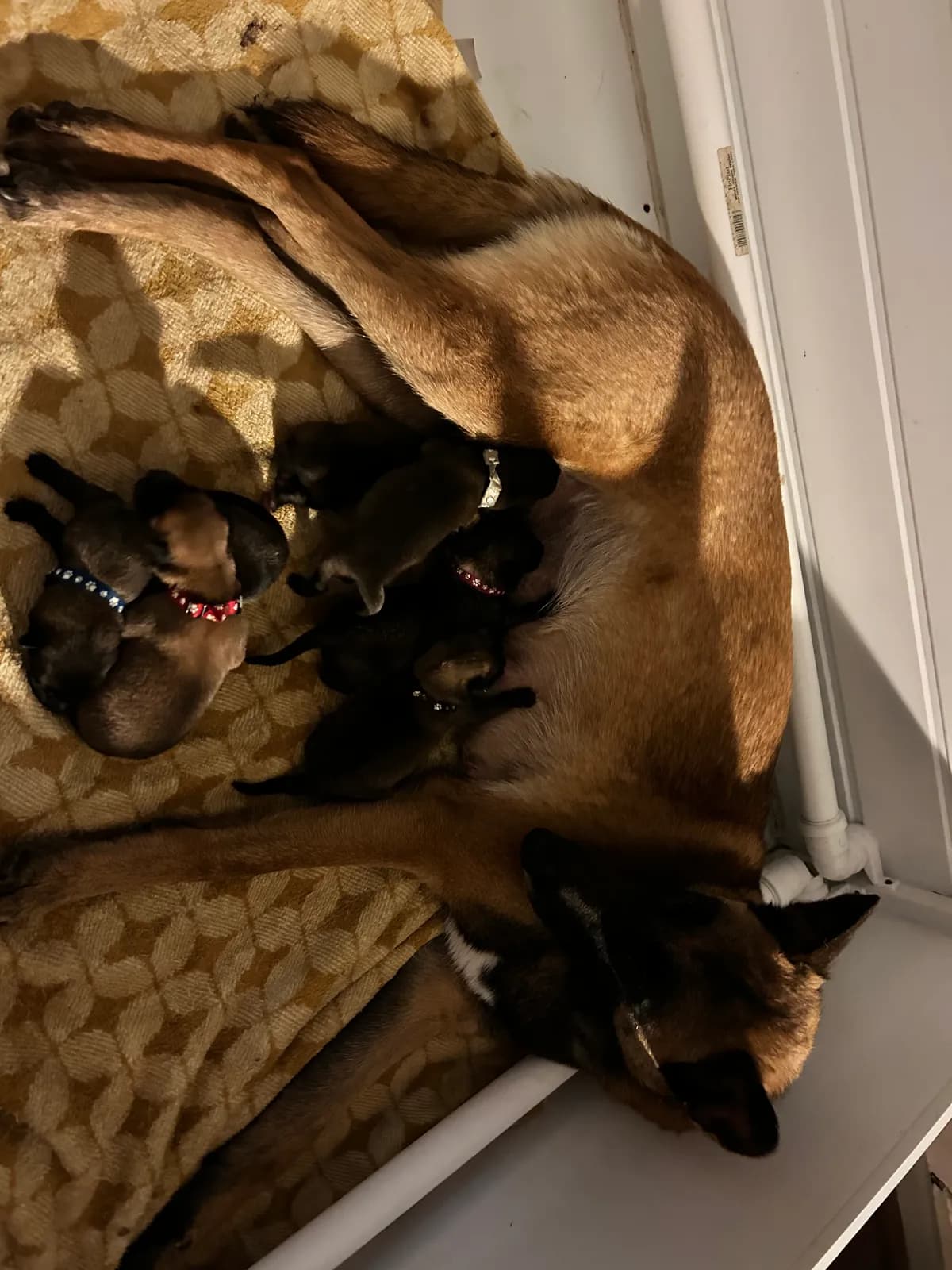 H litter, AnkerCanis, photo 16