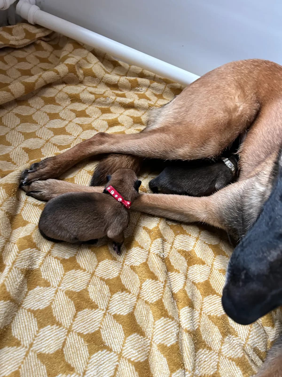 H litter, AnkerCanis, photo 17