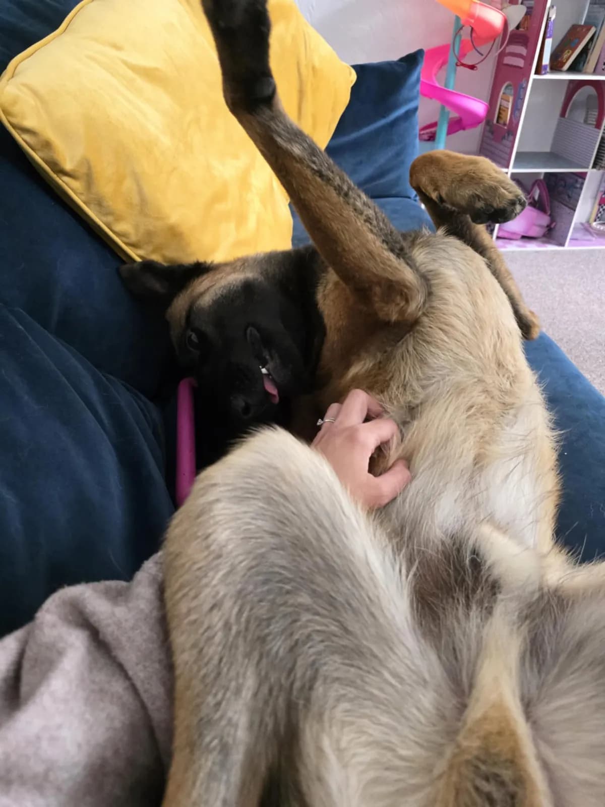 Blue, H litter puppy, photo 2
