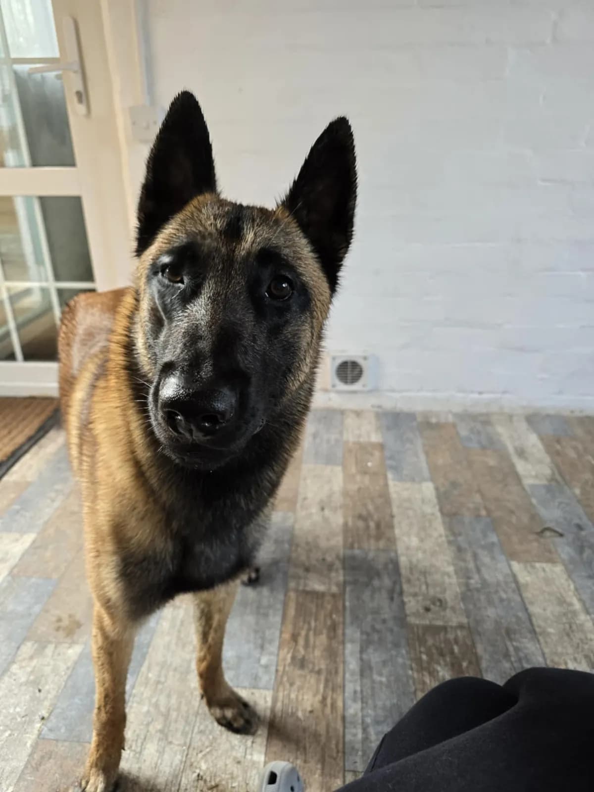 Blue, H litter puppy, photo 4