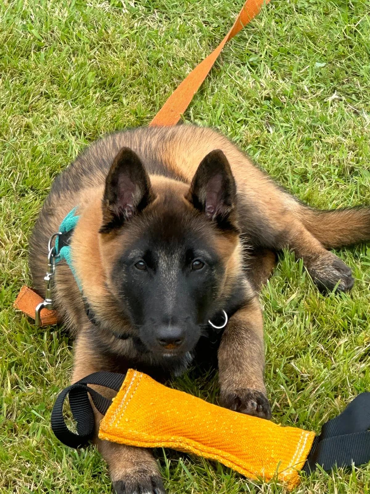 Rocket, H litter puppy, photo 2