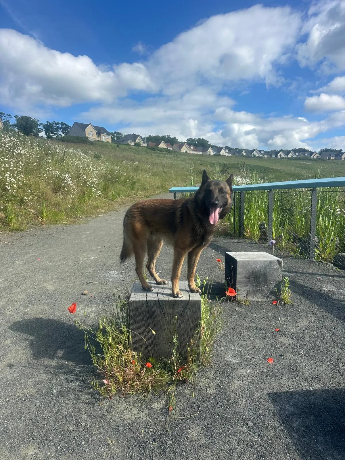 Rocket, H litter puppy, photo 6