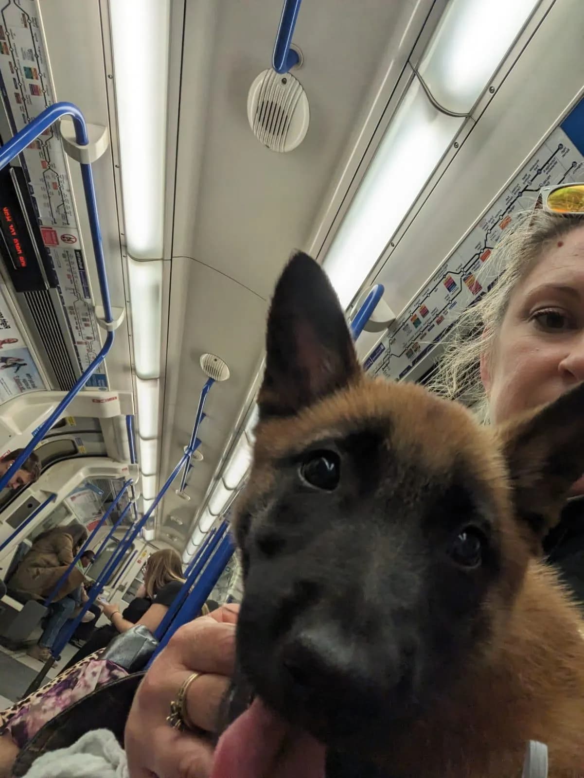 Remi, H litter puppy