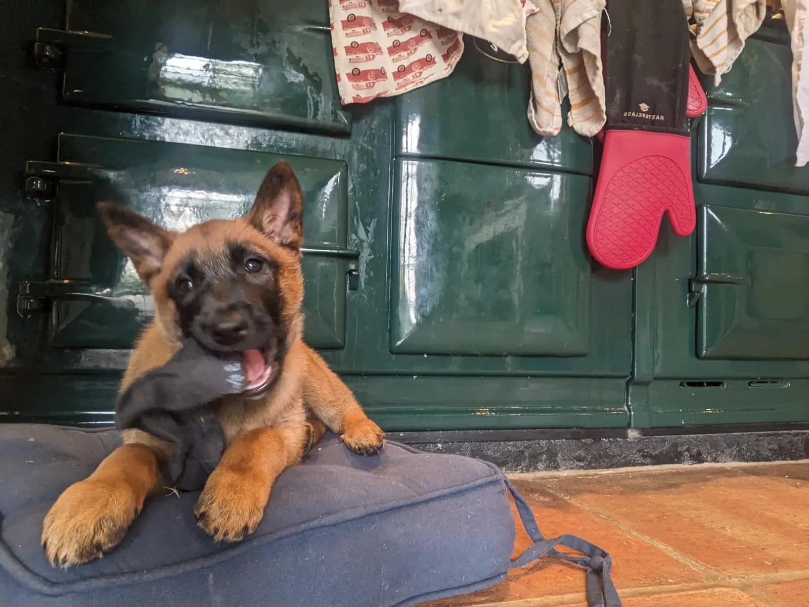 Remi, H litter puppy, photo 2